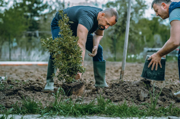 The Steps Involved in Our Tree Care Process in North Puyallup, WA